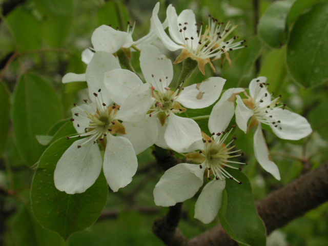 Pear-early petal fall