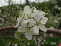 McIntosh apple-full bloom+