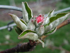 Honeycrisp apple-late tight cluster