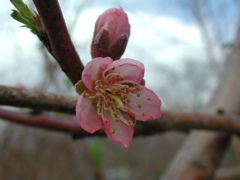 Blazing Star peach-early bloom