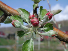 Honeycrisp apple-early pink