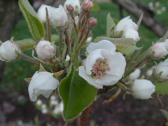 Pear-first bloom