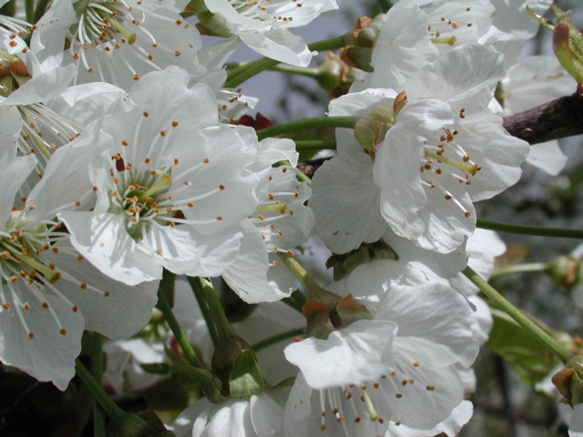 Regina cherry-bloom