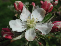 Honeycrisp-king bloom