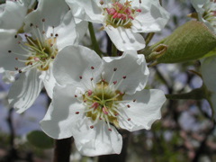 Pear-bloom