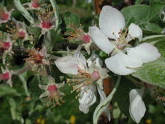 McIntosh apple-petal fall