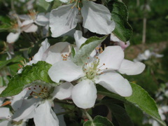 Honeycrisp apple-bloom+