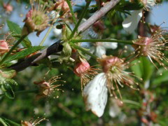 Balaton cherry-petal fall