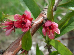 Redhaven peach-early petal fall