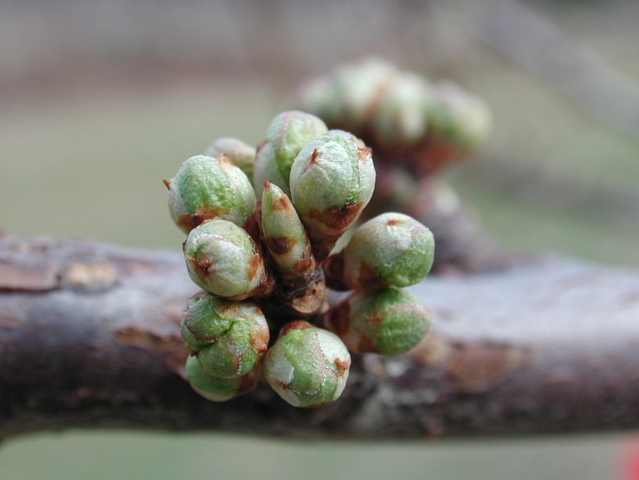 Shiro plum-bud burst