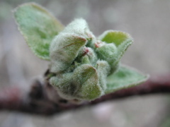 McIntosh apple-early tight cluster