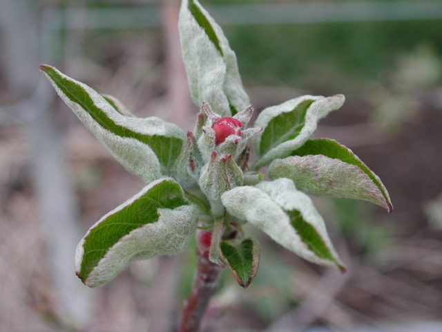 Honeycrisp apple-very early pink