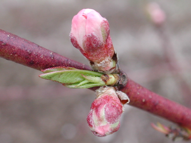 Redhaven peach-pink