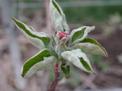 Honeycrisp apple-very early pink
