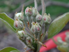 Pear-late green cluster