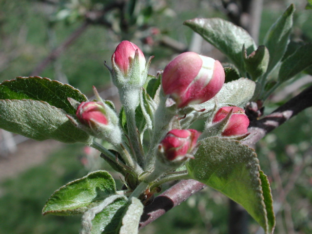 Honeycrisp apple-late pink