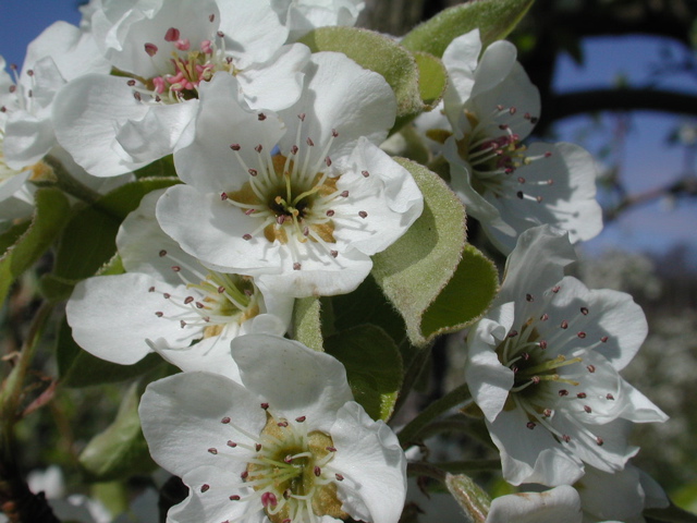 Pear-90% bloom