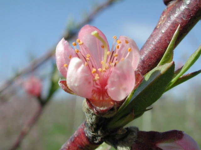 Redhaven peach-bloom+