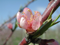 Redhaven peach-bloom+