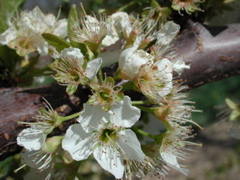 Siro plum-petal fall