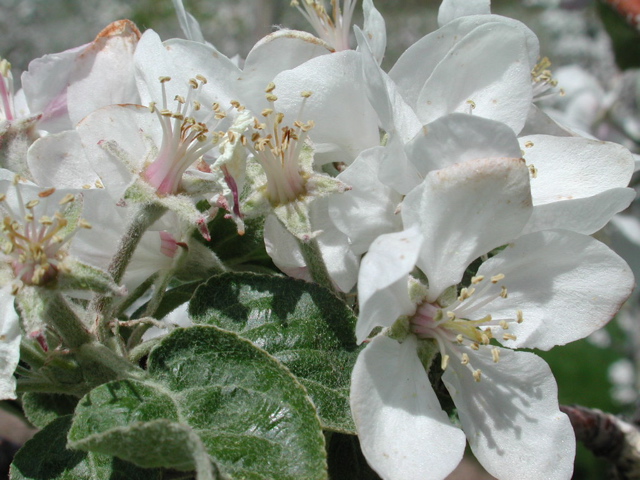 McIntosh apple-early petal fall