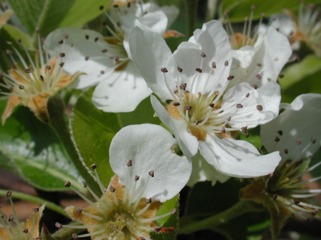 Pear-petal fall