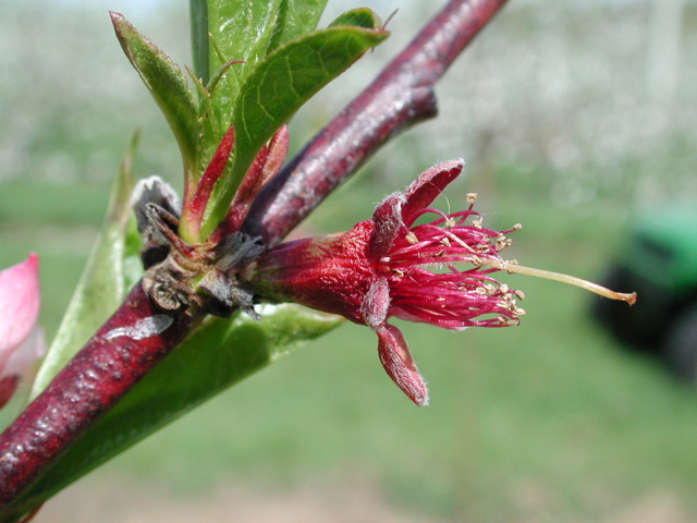 Redhaven peach-bloom to peta fall