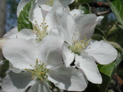 Honeycrisp apple-full bloom+