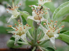 Honeycrisp apple-petal fall to fruit set