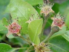 Pear-fruit set (4-5 mm)
