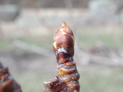 Pear-swollen bud