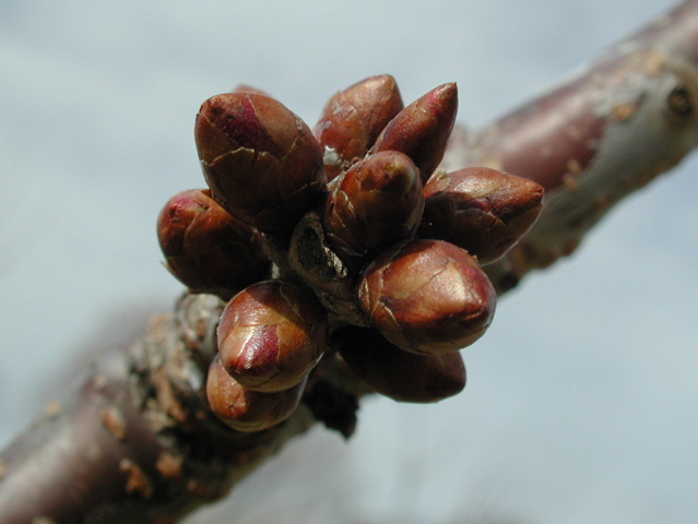 Cavalier sweet cherry-swollen bud