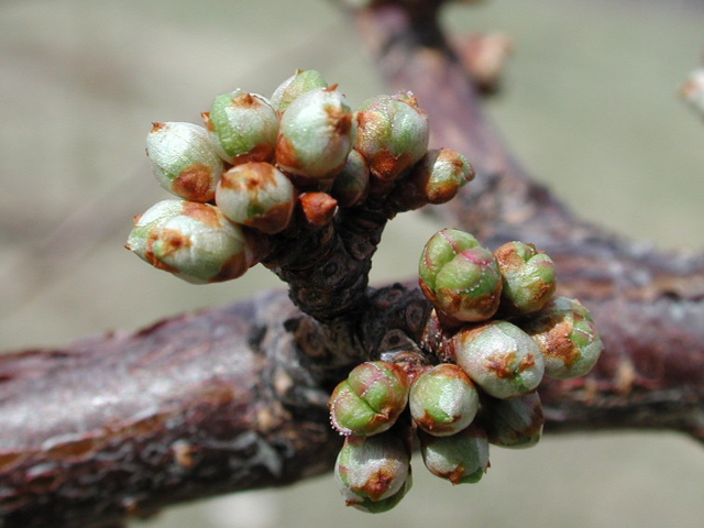 Shiro plum-bud burst