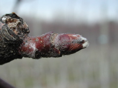 Honeycrisp apple-early silver tip