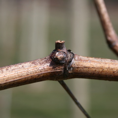 Chardonel grape