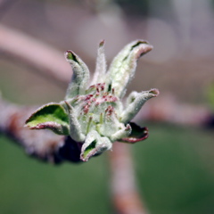 Honeycrisp apple-early tight cluster