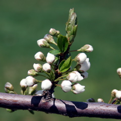 Shiro plum-white bud