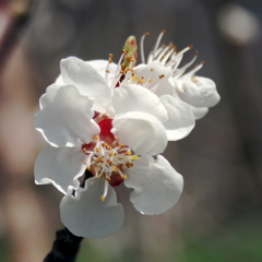 Apricot-bloom+