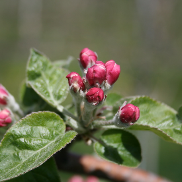 McIntosh apple-pink