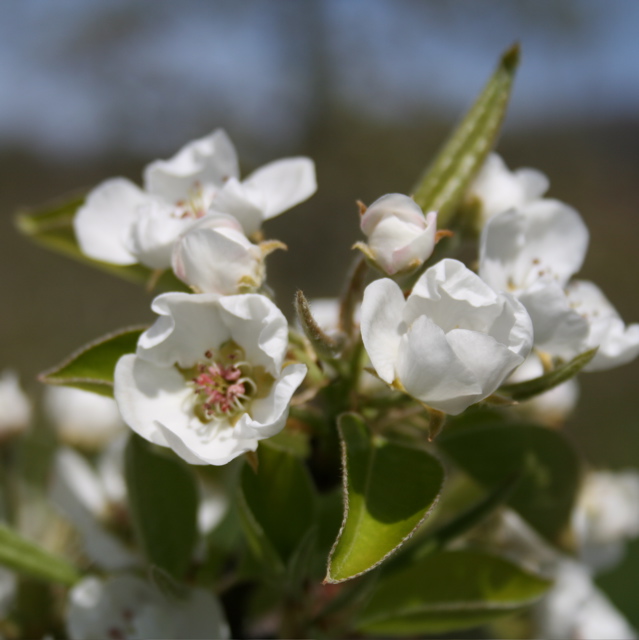 Bartlett pear-early bloom