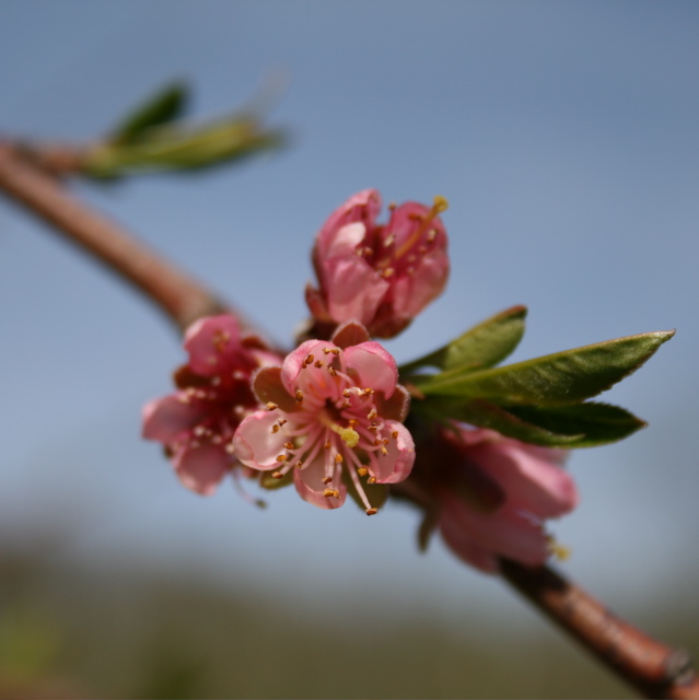 Redhaven peach-bloom