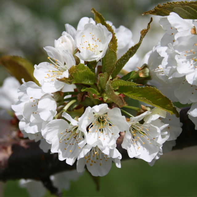 Cavalier sweet cherry-bloom