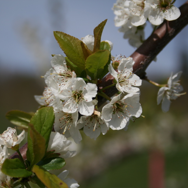 Shiro plum-bloom+