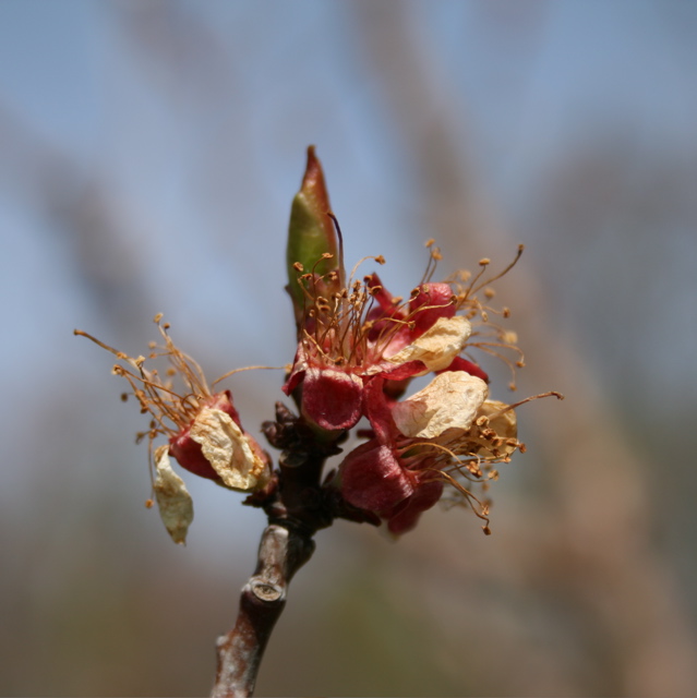 Apricot-petal fall