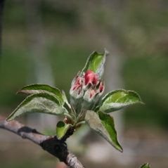 Honeycrisp apple-pink