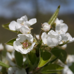 Bartlett pear-early bloom