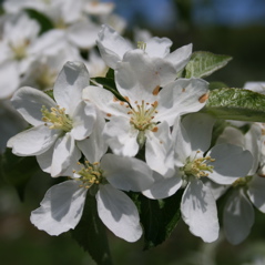 Honeycrisp apple-late bloom