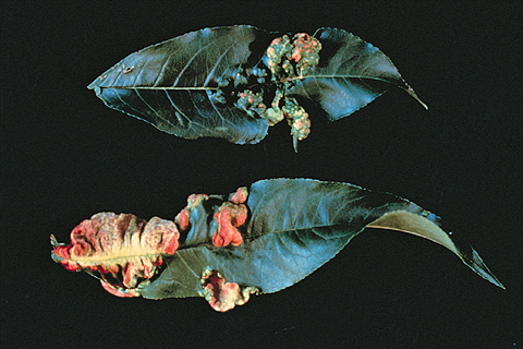 leafcurl